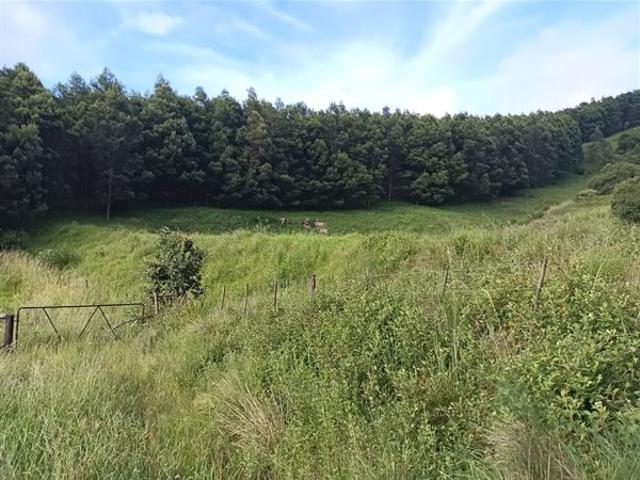 40.5 ha Farm in Greytown