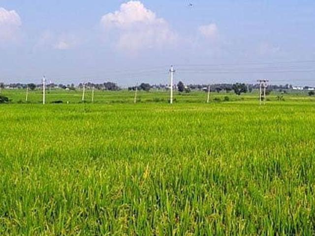 40 acre land 320 kanal in gujrat village in Pakistan | Clasf real estate