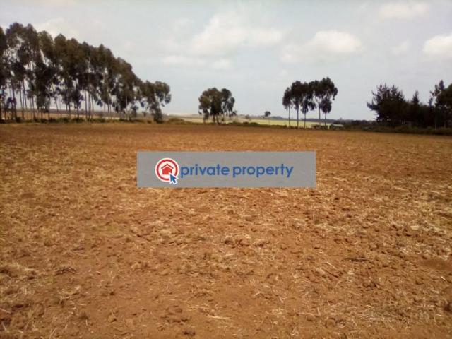 41 Acres Of Land In Timau