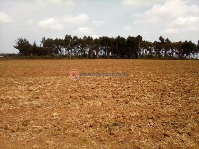 41 Acres Of Land