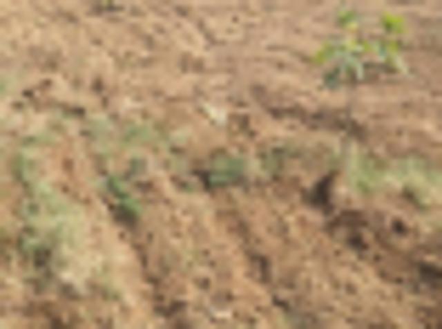 4300 Sq. ft Plot for Sale in Odhav, Ahmedabad