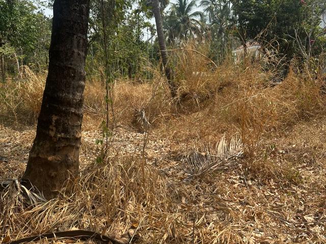 4358 Sq.Ft. Plot in Kolazhy Thrissur Listing ID: #10338