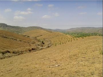 47,92 hectáreas divididas en 2 fracciones 17,58 HA y 30,34 HA en venta, zona agrícola situada en un valle, a 10 min. de Ayangue Vía Valdivia Loma Alta, Santa Elena. Ecuador