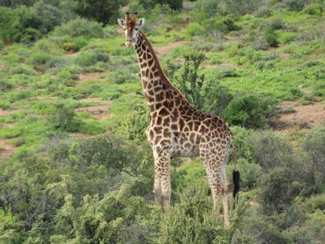 48 ha Land available in Oudtshoorn