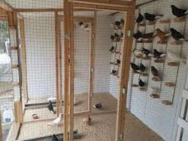4 Marla, cornor commercial plaza for sale Lahore Pak Arab Housing Society ID 10633