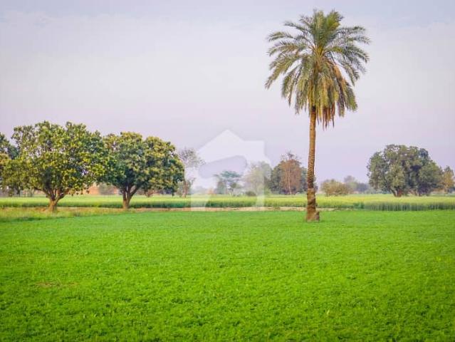 4 Acer Fully Agriculture Land For Farming & Farmhouse at Near By Pass Samundri Road Faisalabad