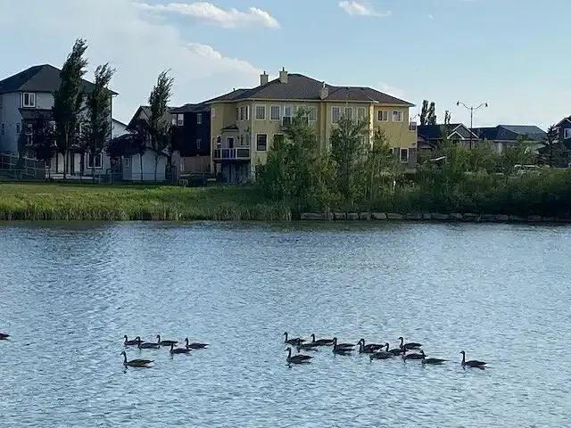 4 Bedroom Apartment Calgary AB 104180199