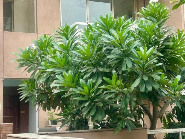 4 BHK Apartment in Sector 49 for resale Gurgaon. The reference number is 20757079