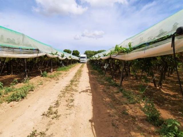 4 ettari di tendone uva Vittoria Grottaglie