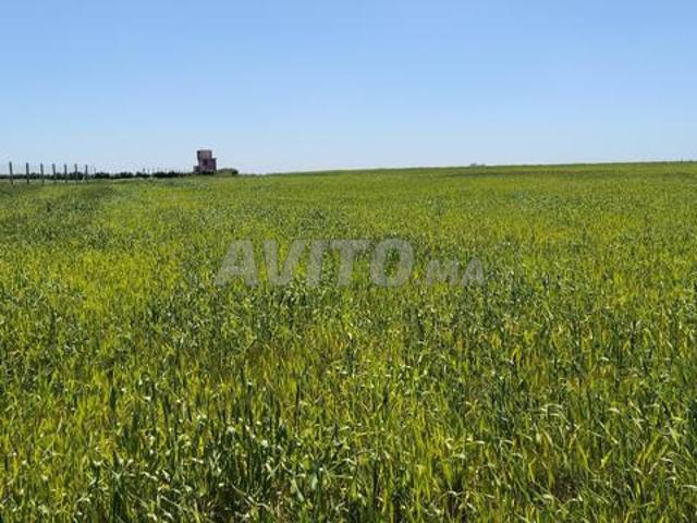 4 Hectares – Titre Foncier – 12 km Benslimane