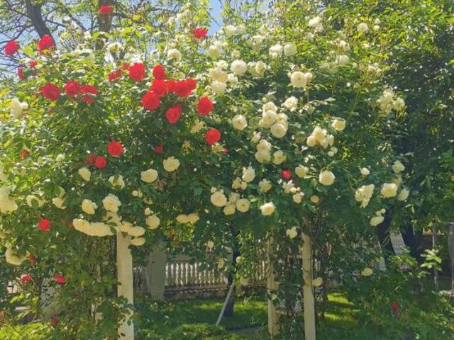 4 room apartment with renting garden, Copou USAMV