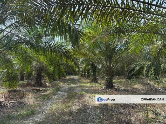 4.3787 Acres Agriculture Land @ Jalan Pepuyu, Bota, Perak Tengah