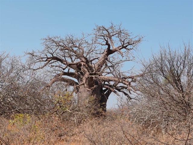 4.3 ha Farm in Musina