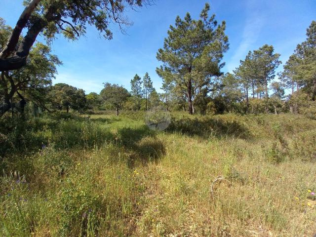 4.655m² de Natureza Preservada, Privacidade Absoluta e Exclusividade num Montado de Sobreiros a Minutos de Lagos Barão S. João Algarve