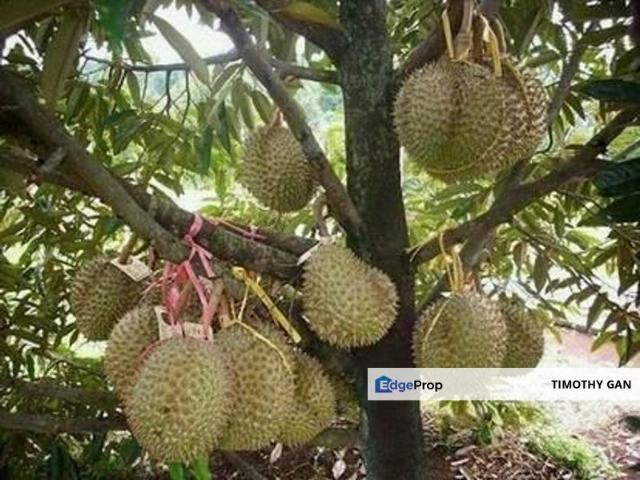 4.7 Acres Durian Plantation @ Triang, Pahang for SALE