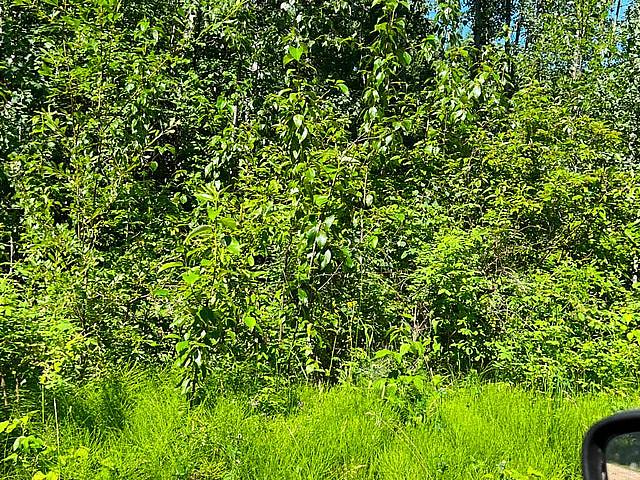 50 75%offlake Lots And Business For Sale.lesserslavelake kinuso