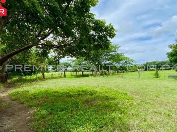 50 HA EN PAJONAL DE CHAME F2008 113