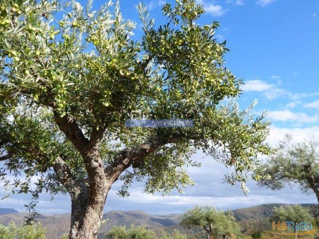 51.000m2 Olival, com Pombal. Figueira de Castelo Rodrigo. Portugal, Barca dAlva, Escalhão. | 26063810196