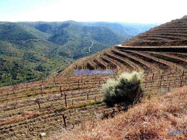 51ha olival, vinha, cortiça. Portugal, Guarda, Douro Superior. | 26082997714