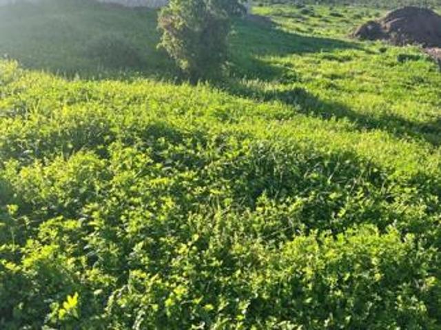 556 m² Land available in Welgedaan Estate