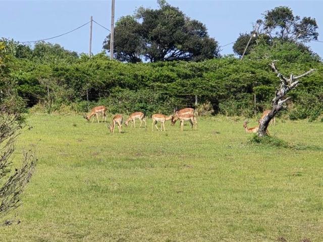 582 m² Land available in Hickmans River