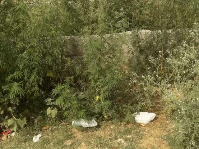 5 marla plot for sale Rawalpindi Adiala Road ID 05152