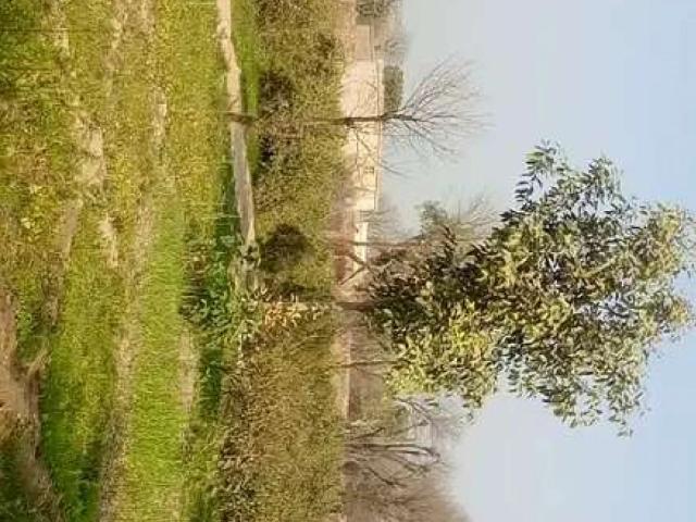 5 Acre Zarai Raqba Main Old Shuja abad Road Multan Old Shujabad Road ID 55017