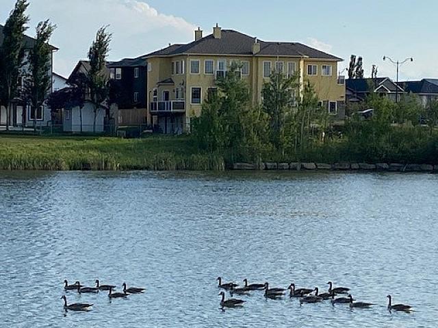 5 bedroom, 4 Bath Large Executive House On Lake + Park, Bright