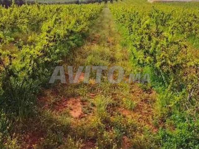 5 hectares terrain sableux titré région Larache à vendre
