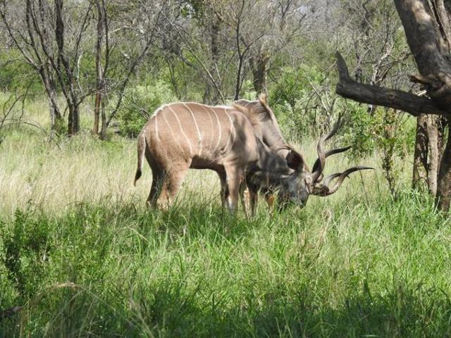 5 000 m² Land available in Mabalingwe
