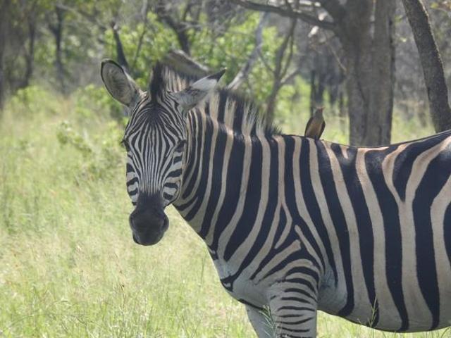 5 009 m² Land available in Mabalingwe Nature Reserve