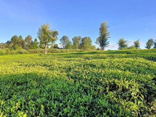 5.25 Acres, Tigoni
