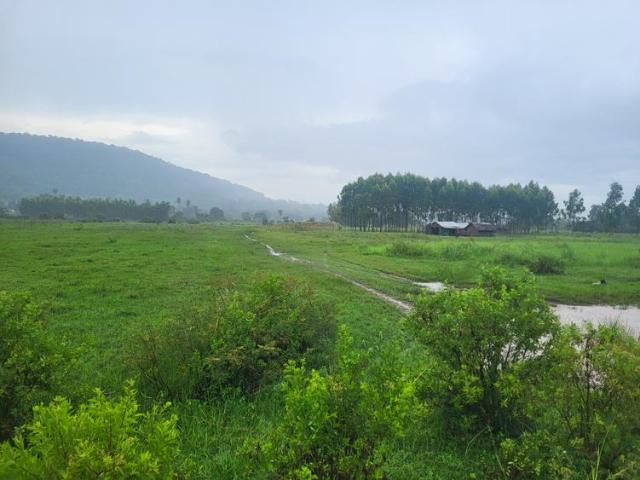 5.5 Acre Agricultural Land for sale in Kwale, Mwangwei suitable for Eucalyptus/Casuarina trees farming