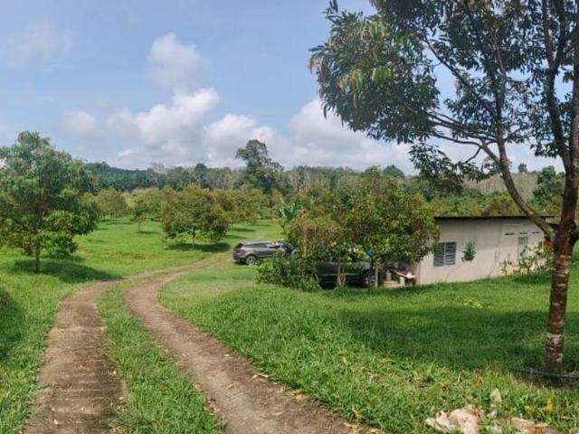 5.6 acre Musang King Durian Orchard for Sale, Kampung Durian Sebatang