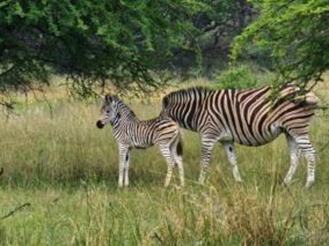 600 m² Land available in Bela Warmbaths