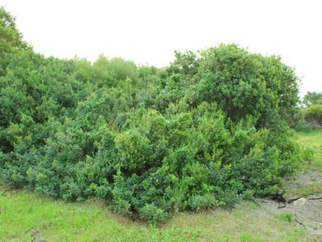 602 m² Land available in St Francis Bay Village