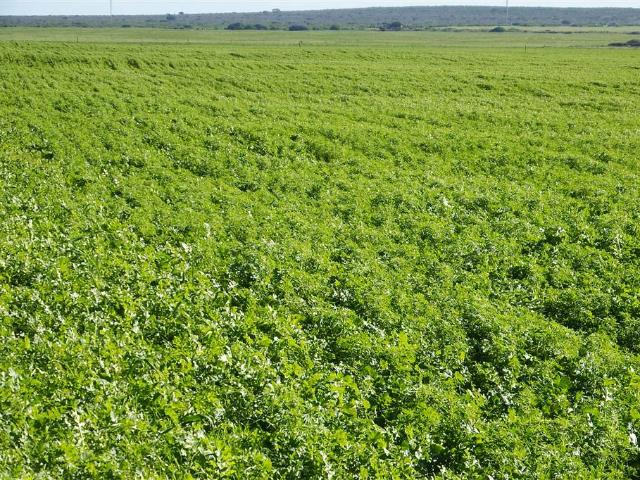 603 ha Farm in Hopefield