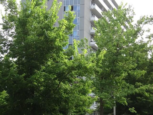 606 580 Christie Street in Toronto: Wychwood Condo Apartment for lease Toronto C02: MLS®# C13703770