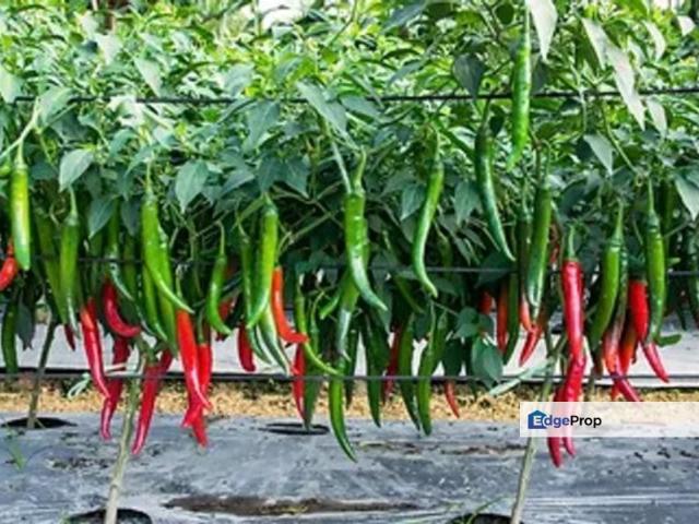 60 Acres Agicultural Land @ Kuala Kubu Baru, Hulu Selangor for SALE
