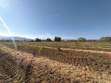 CAMPO 60 HA EN TENO, IDEAL PROYECTO AGRÍCOLA