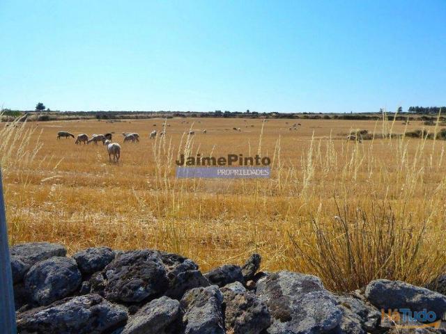 610.000m2 Terreno de Cultivo. Portugal, Norte, Figueira de Castelo Rodrigo. | 26083431432