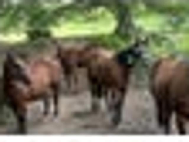 62.32 ha farm