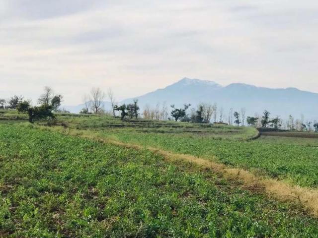 62 kanal agricultural land for sale at very beautiful location Mansehra ID 51609