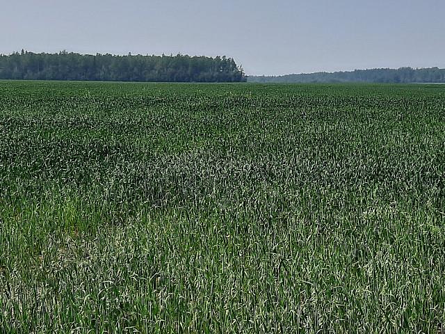 635 Acre Farm Near Fort St. John, B.c