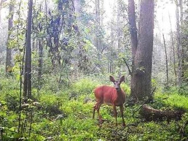 6492 10Th Line, Harriston, ON, N0G 1Z0 vacant land for sale | Listing ID 40855 | Royal LePage