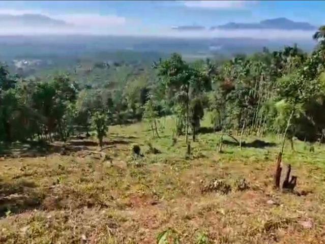 6880 Sq.Mt. Plot in Muttil Wayanad Listing ID: #9893