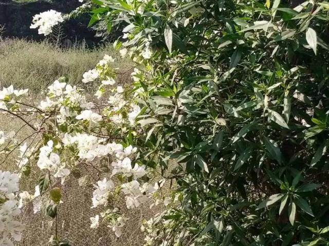 6 marla plot for sale Faisalabad Khayaban Colony 3 ID 36941