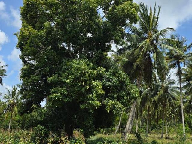 6 Acre prime land for sale in Bomani Kikambala