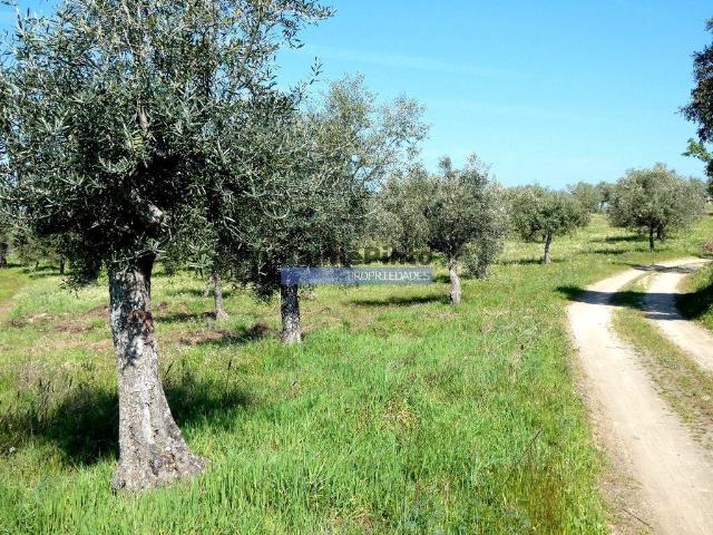 6,95 HA OLIVAL e CASA de CAMPO. Portugal, Barca dAlva, F. C. Rodrigo