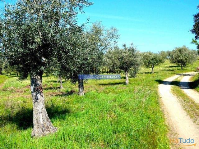 6,95 HA OLIVAL e CASA de CAMPO. Portugal, Barca dAlva, F. C. Rodrigo. | 26063612642